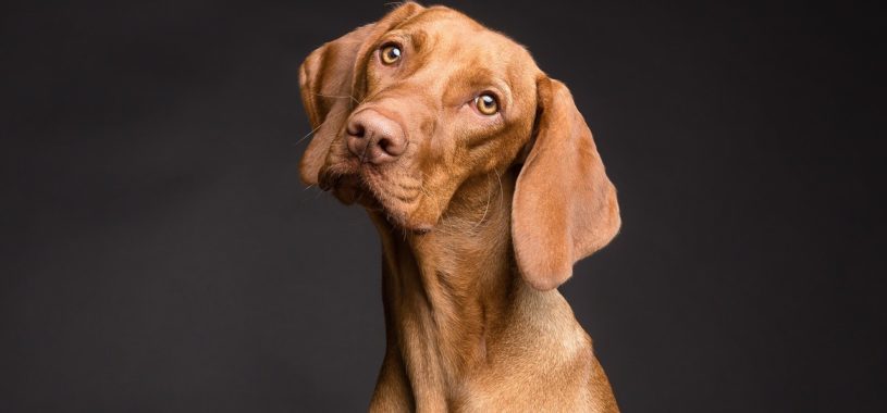 Диагностика и лечение демодекоза у собак, причины неправильного диагноза
