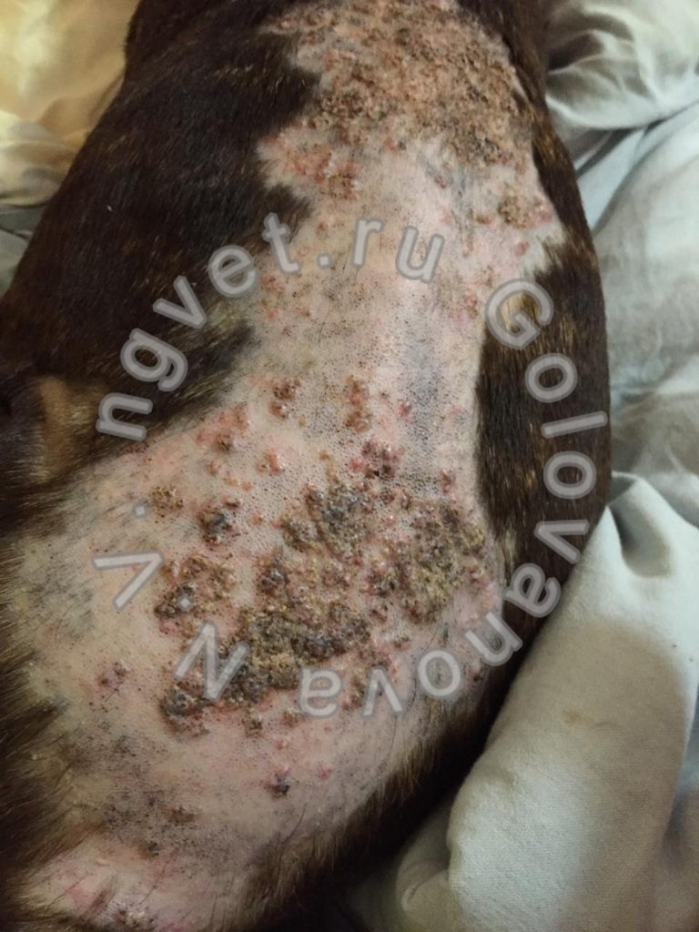 Кальциноз кожи спины у французского бульдога. Та же собака через месяц. При лечении кожа в дальнейшем становится нормальной, шерсть отрастет.
