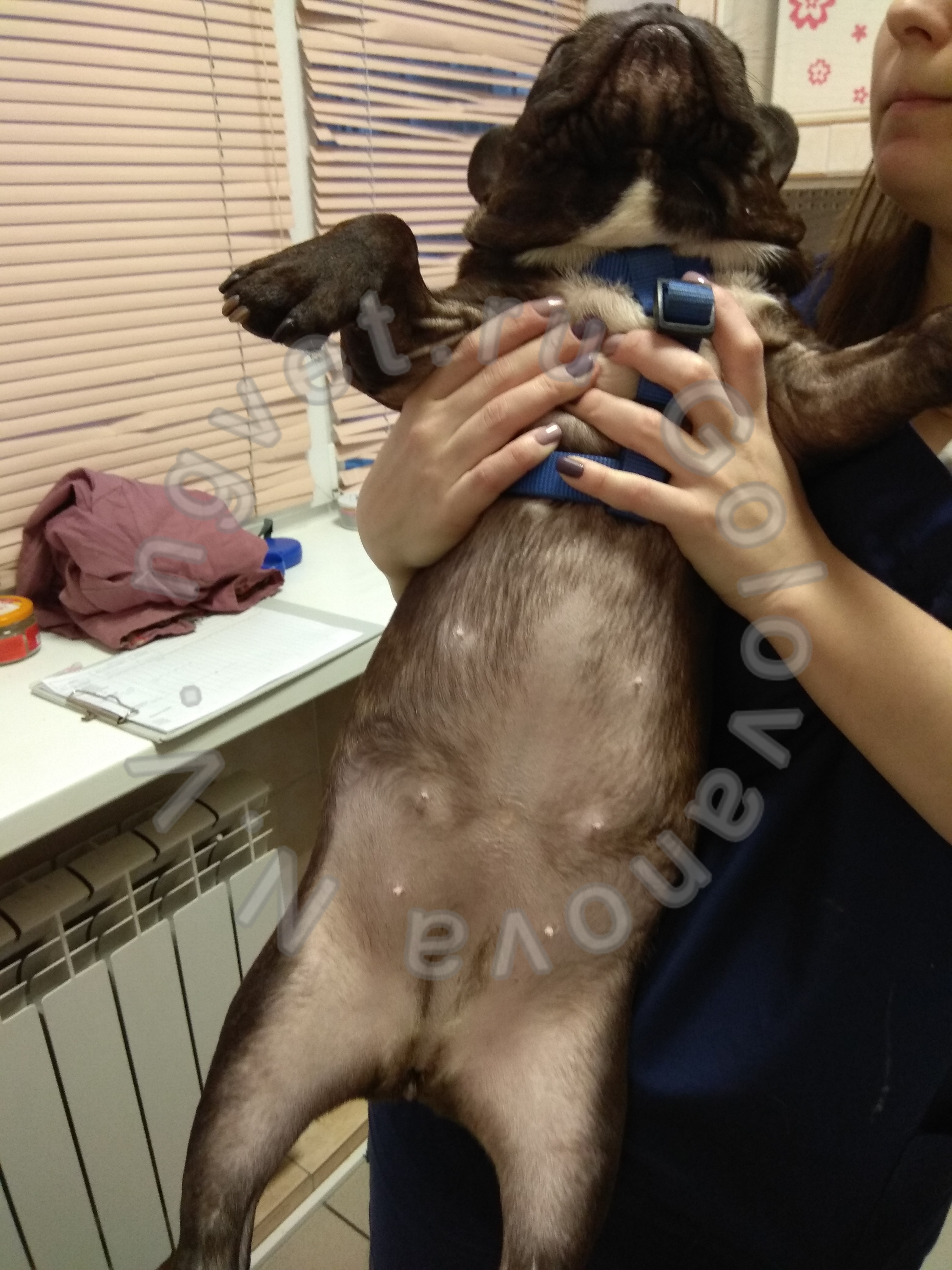 Обширная алопеция кожи живота у собаки при синдроме Кушинга, гиперадренокортицизме