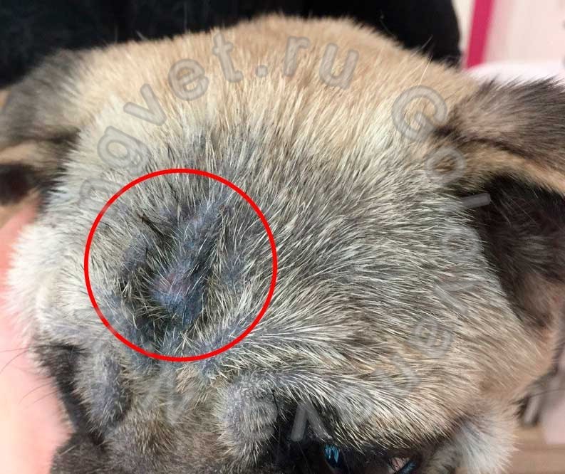 Очаг поражения кожи на голове у собаки при демодекозе