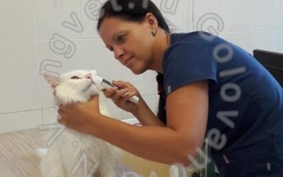 Лечение кожных болезней кошек и собак