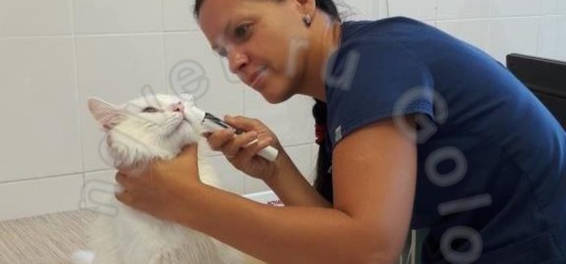 Помощь в дерматологии кошек и собак