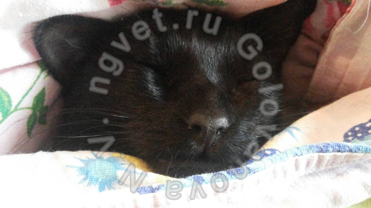 Демодекоз у кошек. Диагностика, признаки, лечение демодекоза у кошек ...