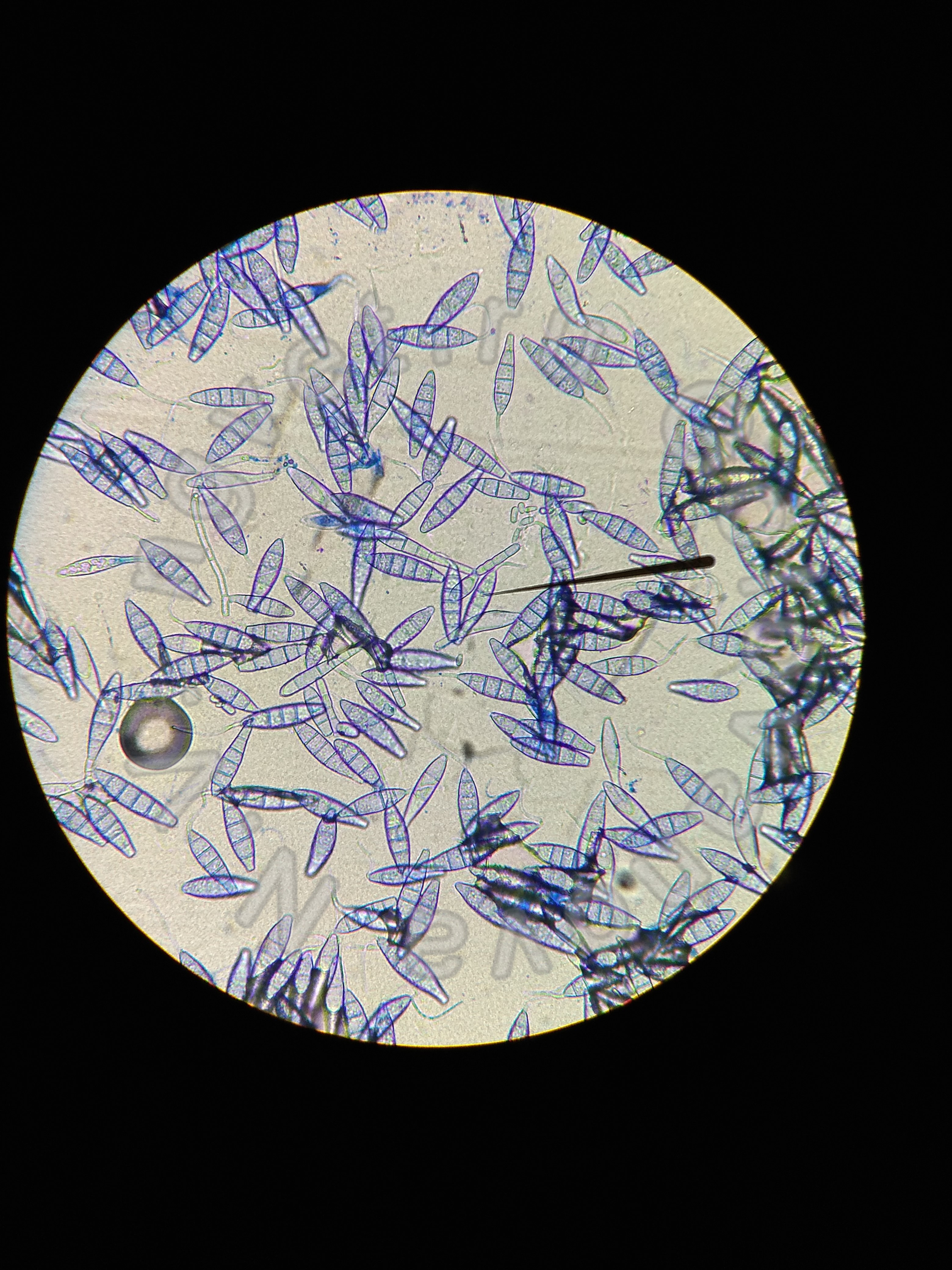Common Items That Look Like Something From A Parallel Universe Under A Microscop