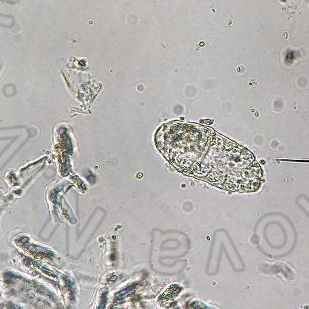 Demodex gatoi под микроскопом, у кошки с сильно выраженным зудом. Соскоб взят с подбородка кошки