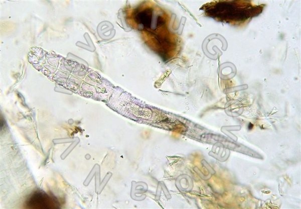 Demodex cati у кошки под микроскопом